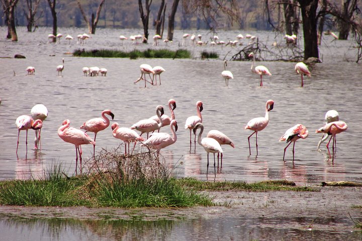 Lake Nakuru Day Trip Safari – & Optional Lake Naivasha Boat