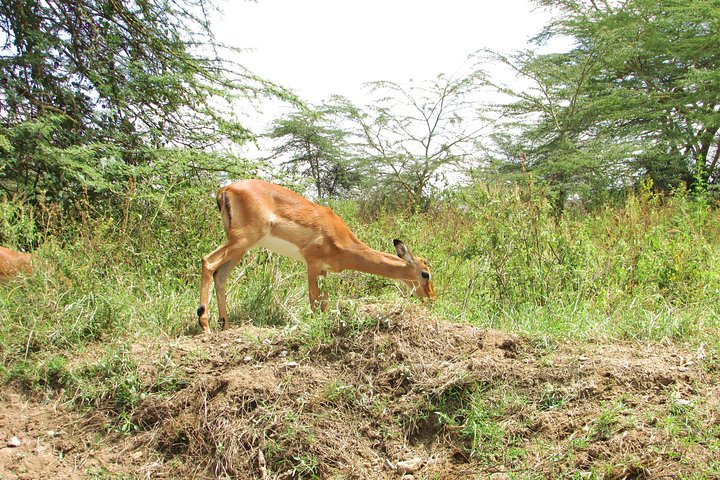 Lake Nakuru Day Trip Safari – & Optional Lake Naivasha Boat