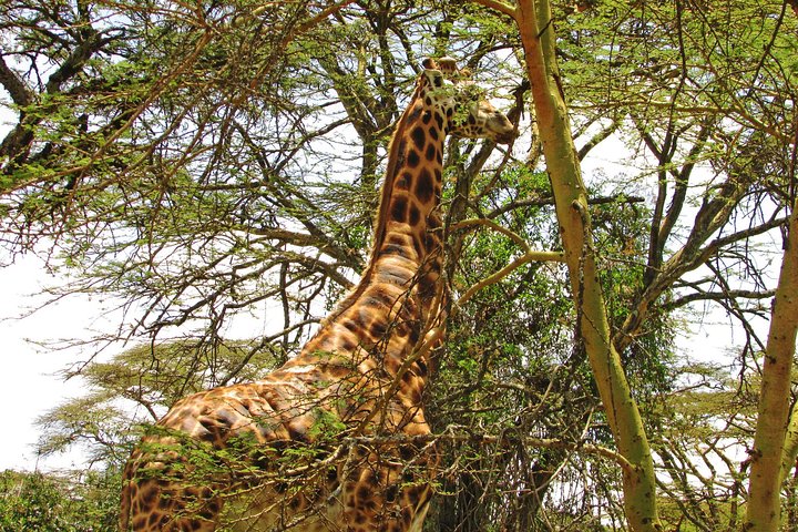 Lake Nakuru Day Trip Safari – & Optional Lake Naivasha Boat