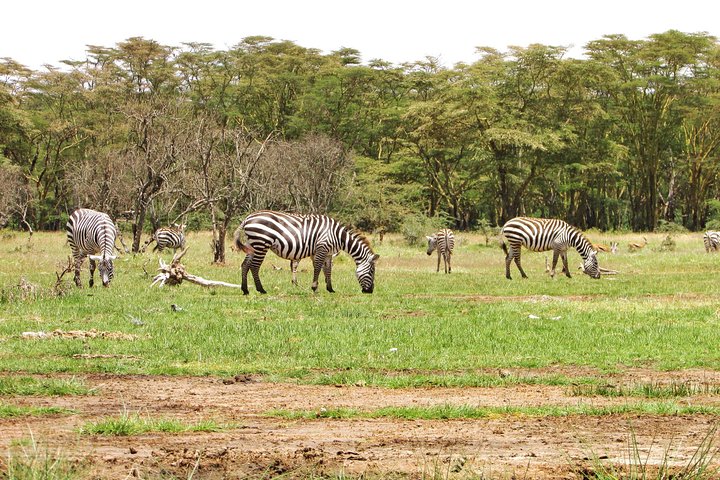 Lake Nakuru Day Trip Safari – & Optional Lake Naivasha Boat