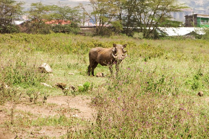 Lake Nakuru Day Trip Safari – & Optional Lake Naivasha Boat