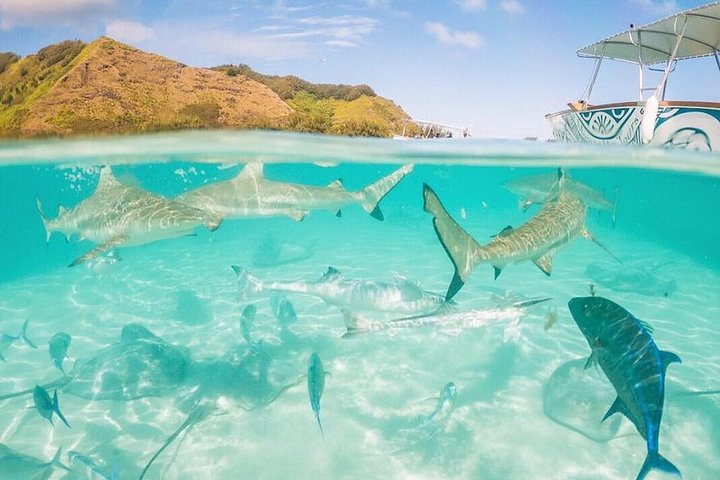 Moorea 6-Hour Snorkeling and Lunch Shared Tour