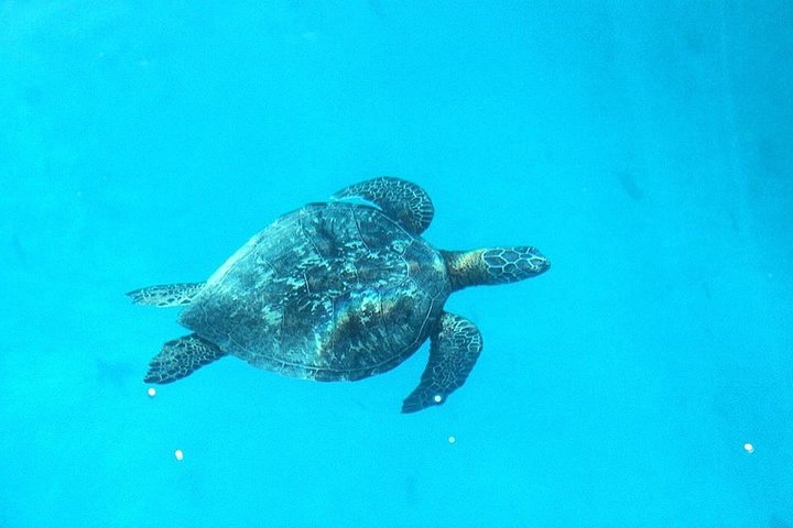 Moorea 6-Hour Snorkeling and Lunch Shared Tour