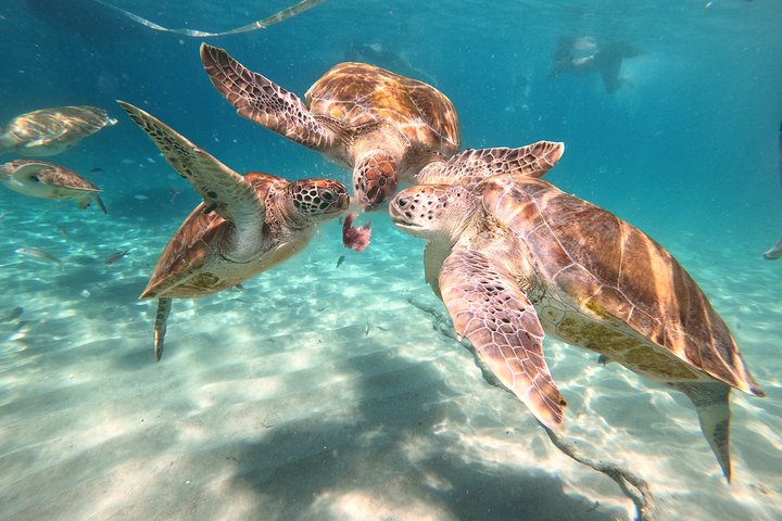 Unforgettable Sea Turtle Swim & Grote Knip Beach Escape