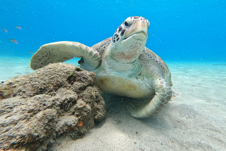 Unforgettable Sea Turtle Swim & Grote Knip Beach Escape