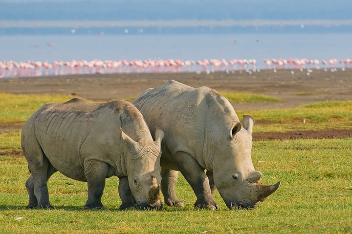 8 Days, 7 Nights Safari – Lake Nakuru, Maasai Mara, Naivasha and Amboseli Park
