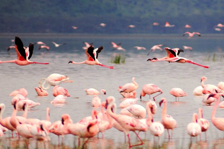 8 Days, 7 Nights Safari – Lake Nakuru, Maasai Mara, Naivasha and Amboseli Park