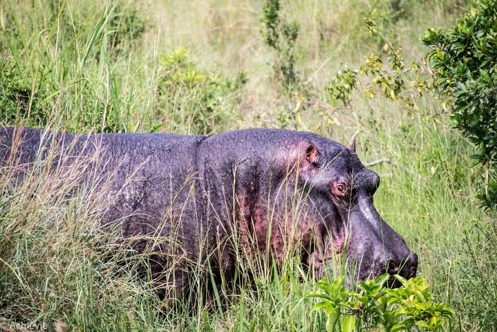 8 Days, 7 Nights Safari – Lake Nakuru, Maasai Mara, Naivasha and Amboseli Park