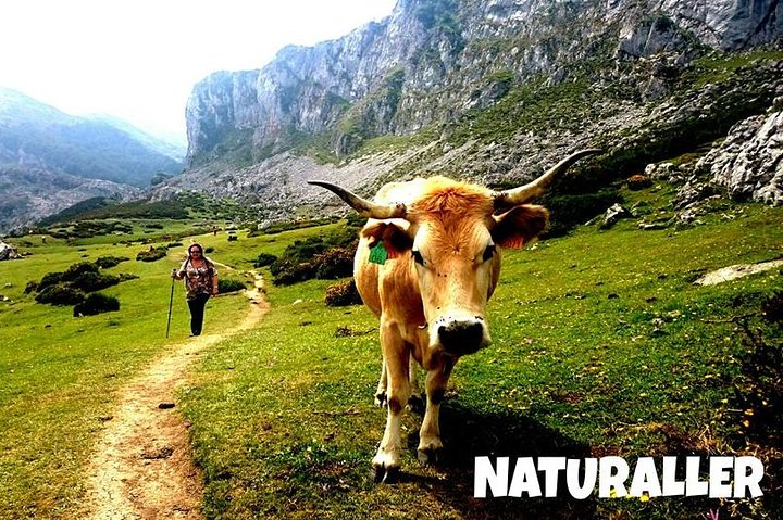 Excursion to the Picos de Europa Lakes of Covadonga and Sanctuary