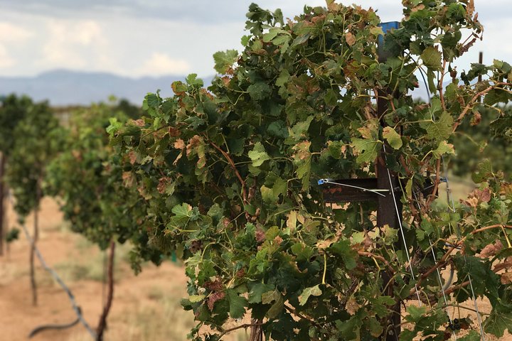 Scenic Desert Wine Distillery Brewery Route 66 Tour