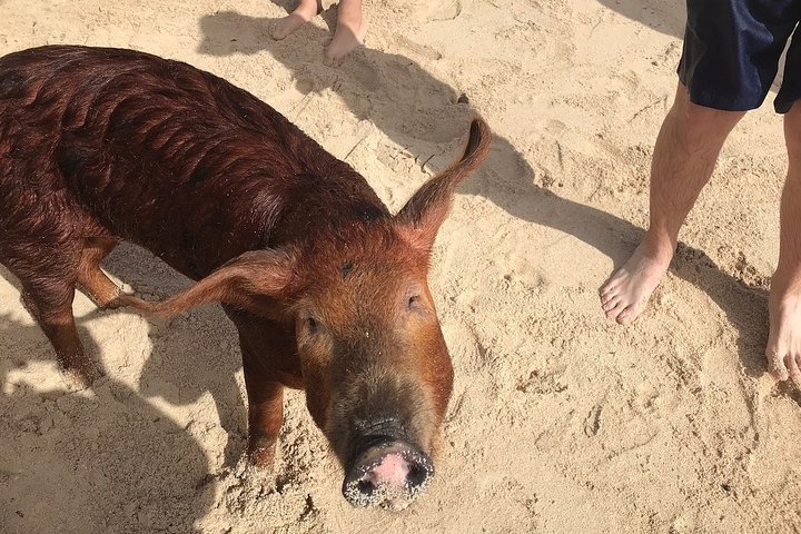 Swim with Pigs on a Tropical Island