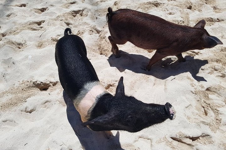 Swim with Pigs on a Tropical Island