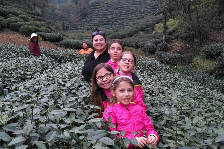 Half-Day Hangzhou Private Tour with Green Tea Village and Lingyin Temple