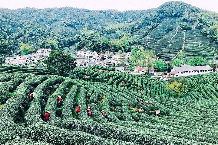 Half-Day Hangzhou Private Tour with Green Tea Village and Lingyin Temple