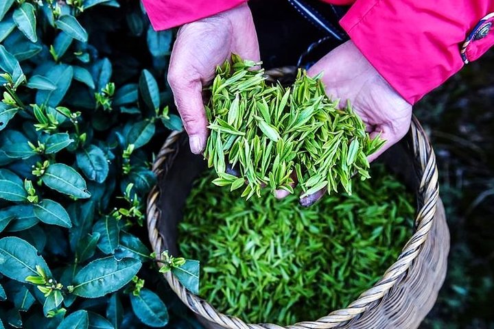 Half-Day Hangzhou Private Tour with Green Tea Village and Lingyin Temple