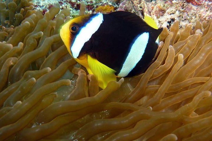 3 Point Snorkeling Safari