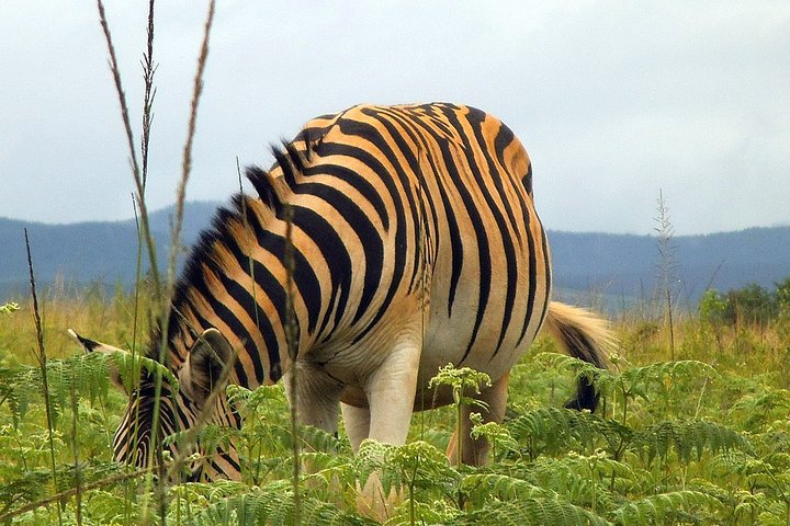 2 Days Cultural Swaziland Hlane National Park