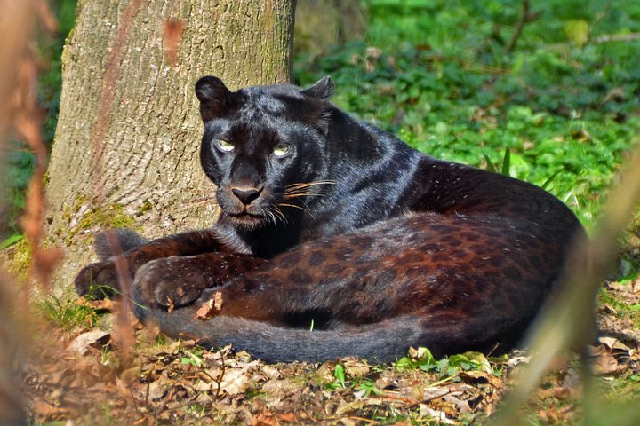 The Eco Safari in Gabon 6Days/ 5Nights