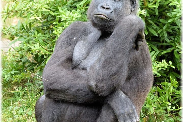 The Eco Safari in Gabon 6Days/ 5Nights