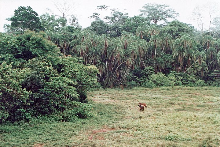 Lobéké National Park Express 11D/10N