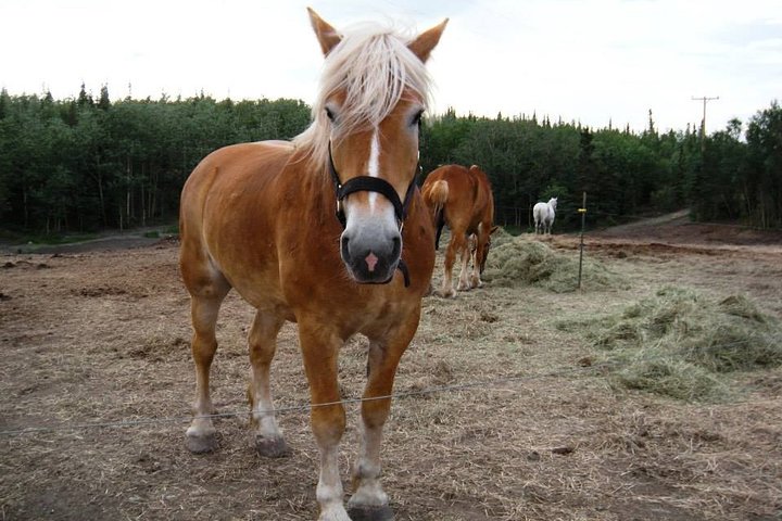 Horse-Drawn Covered Wagon Ride with Backcountry Dining