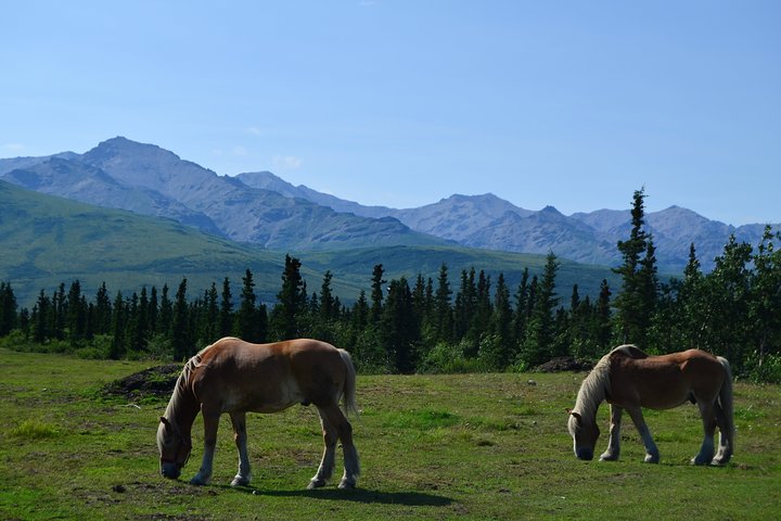 Horse-Drawn Covered Wagon Ride with Backcountry Dining