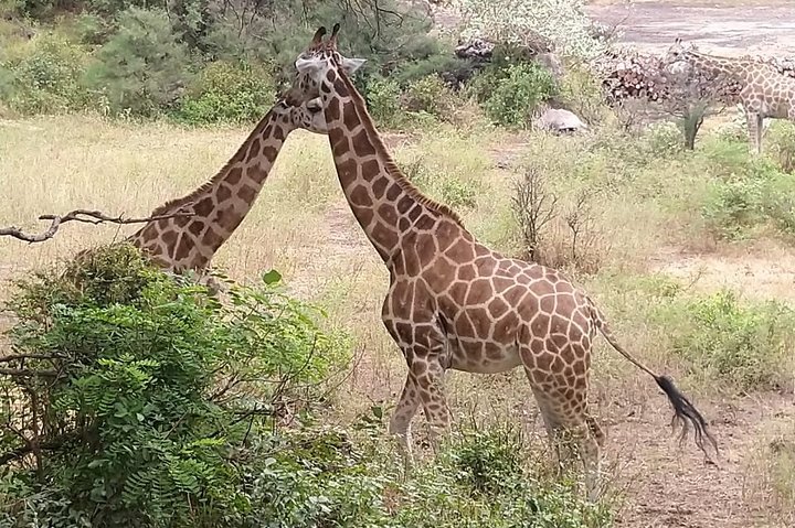 Haller Park Tour observing hippos, giraffes, birds, monkeys, crocs & others