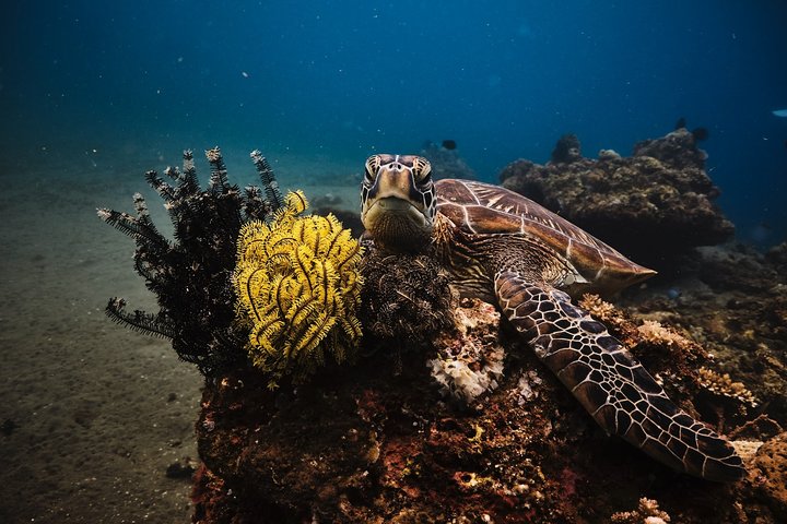 Maafushi: Discover Scuba Diving in Maldives (for Beginners)