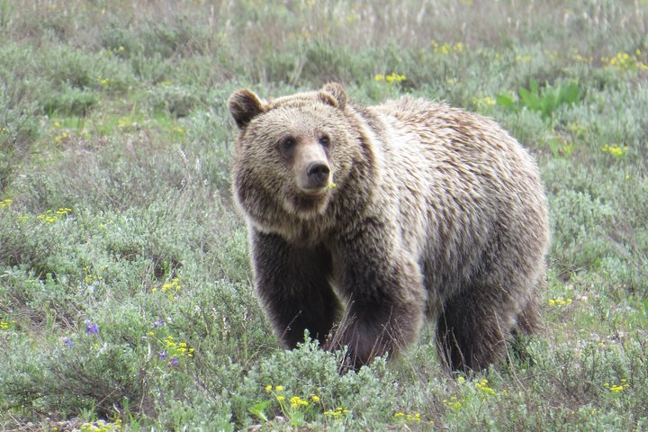 Grand Teton National Park - PRIVATE Sunrise Tour from Jackson Hole