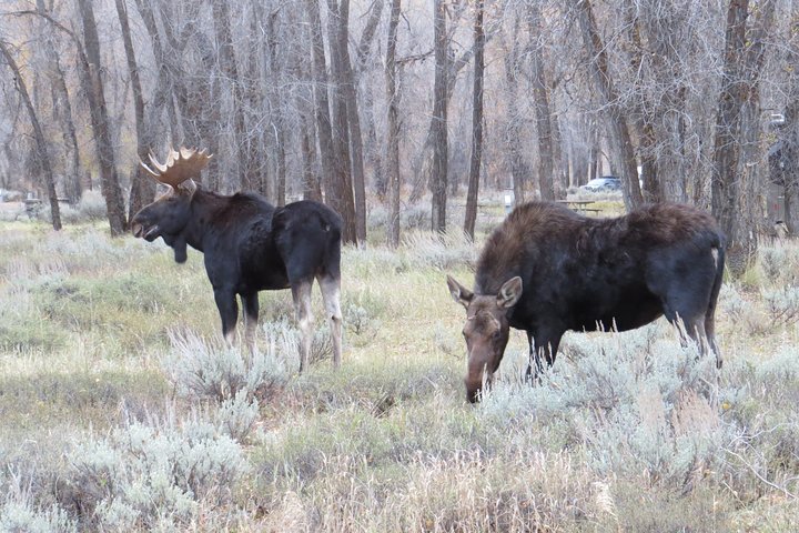 Grand Teton National Park - PRIVATE Sunrise Tour from Jackson Hole