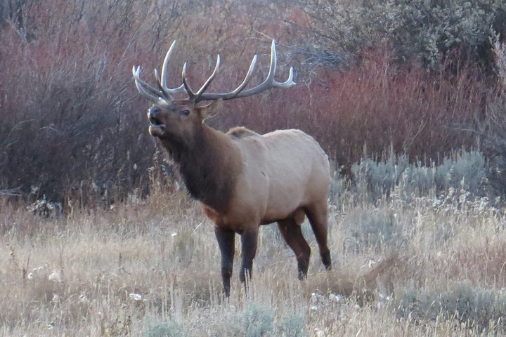 Grand Teton National Park - PRIVATE Sunrise Tour from Jackson Hole