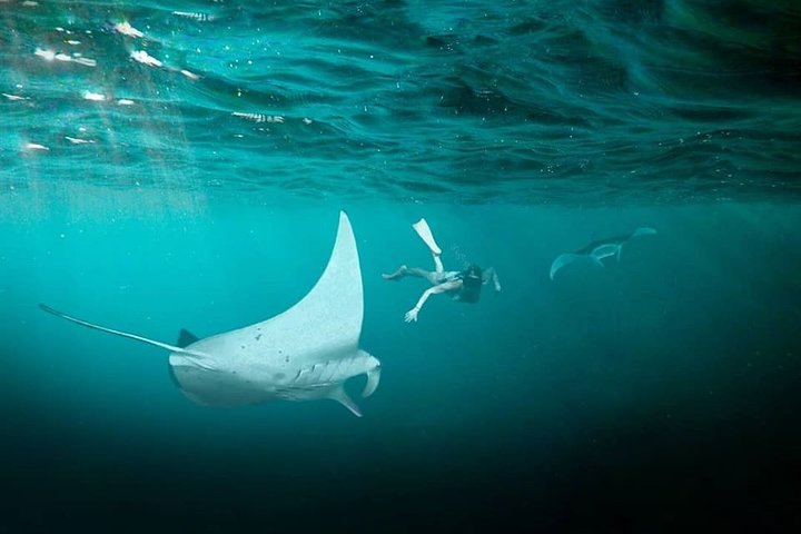 Snorkeling Manta Ray Safari in Nusa Penida