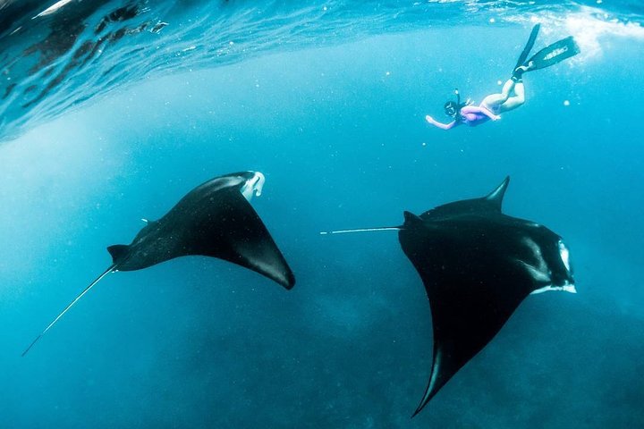 Snorkeling Manta Ray Safari in Nusa Penida