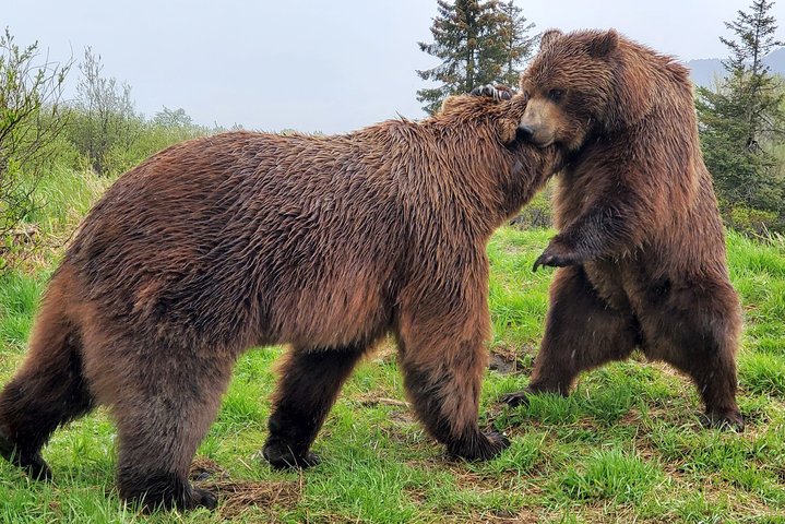 PRISTINE - Wilderness, Wildlife, Glacier Experience in Anchorage