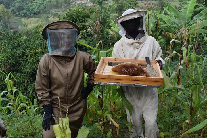 Beekeeping experience