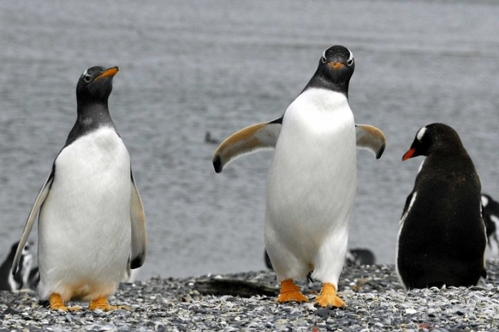 Penguin walk in Ushuaia + navigation option