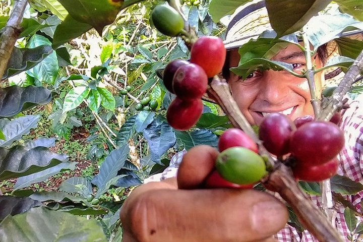 Explore the Coffee Process_From Tree to Cup & Fun by Jeep