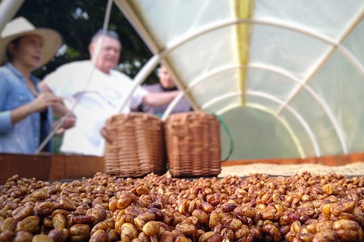 Explore the Coffee Process_From Tree to Cup & Fun by Jeep