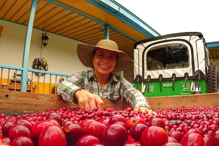 Explore the Coffee Process_From Tree to Cup & Fun by Jeep
