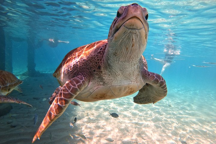 Best Highlight Island Tour - Perfect Day Tour. Small group Tour