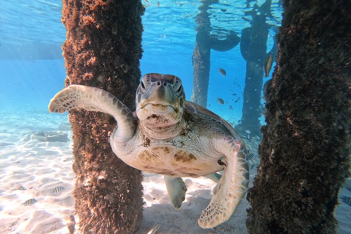 Unforgettable Sea Turtle Swim & Grote Knip Beach Escape