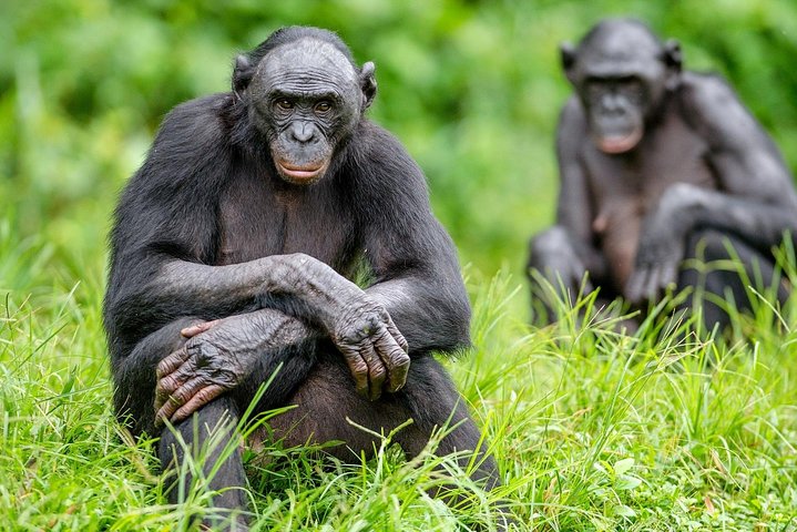 Exclusive Lola Ya Bonobo Sanctuary Tour