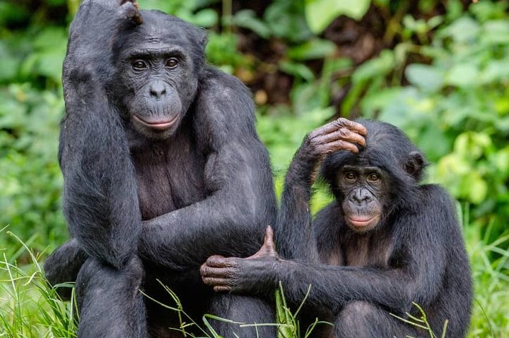 Exclusive Lola Ya Bonobo Sanctuary Tour