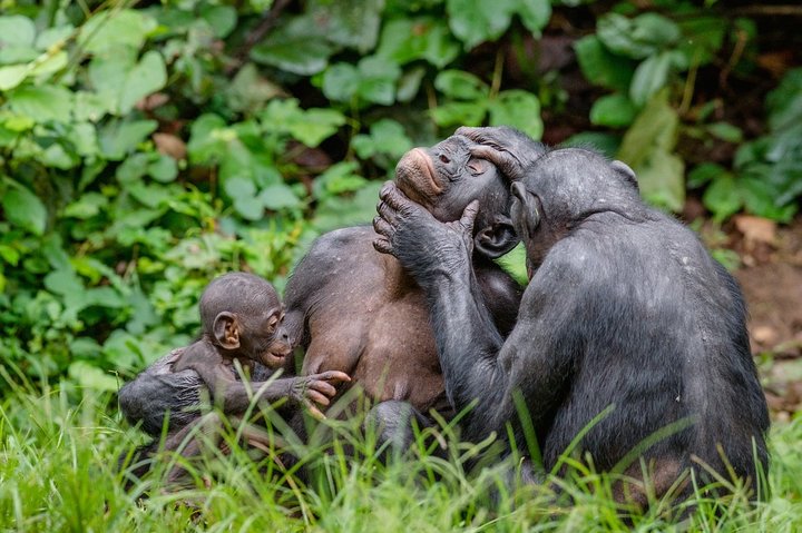 Exclusive Lola Ya Bonobo Sanctuary Tour