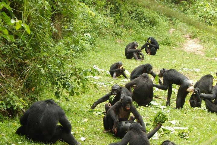 Exclusive Lola Ya Bonobo Sanctuary Tour