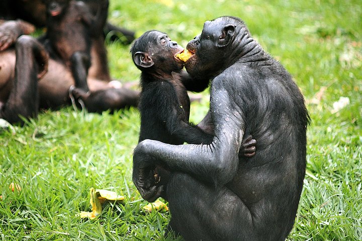 Exclusive Lola Ya Bonobo Sanctuary Tour
