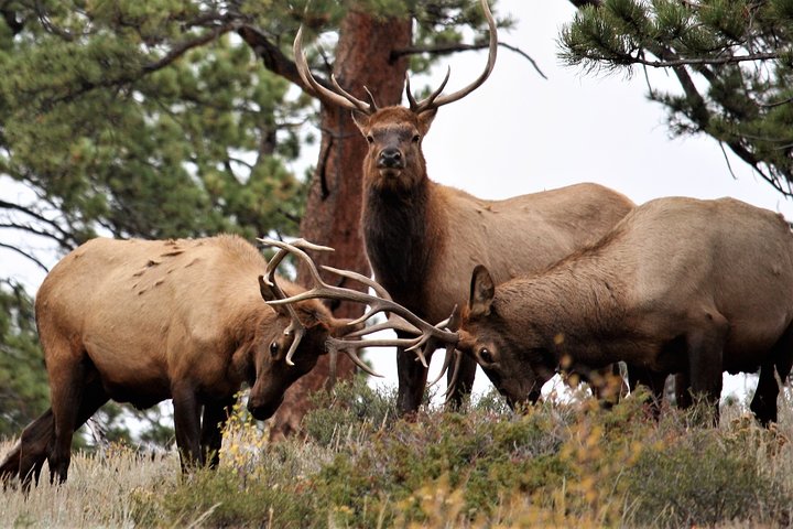 Rocky Mountain National Park Guided Tour