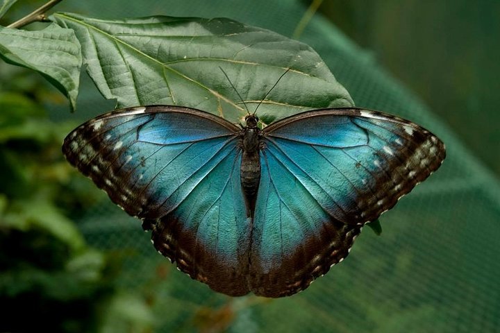 La Paz Waterfall Gardens and Wildlife Refuge Tour from San Jose