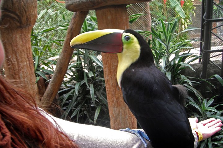 La Paz Waterfall Gardens and Wildlife Refuge Tour from San Jose