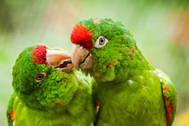 La Paz Waterfall Gardens and Wildlife Refuge Tour from San Jose